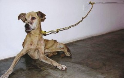 Cruauté envers ses chiens : 3 mois de prison ferme