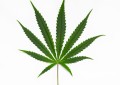 Des flyers avec du cannabis…